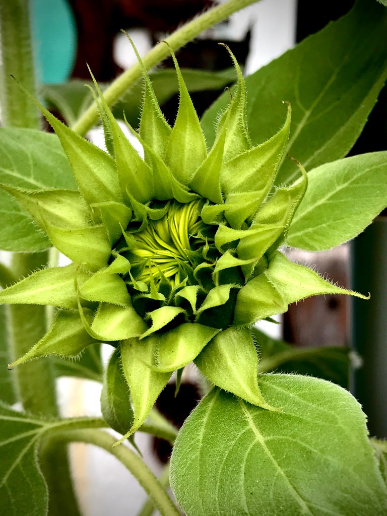 A small collection of my favorite photos from June 2021