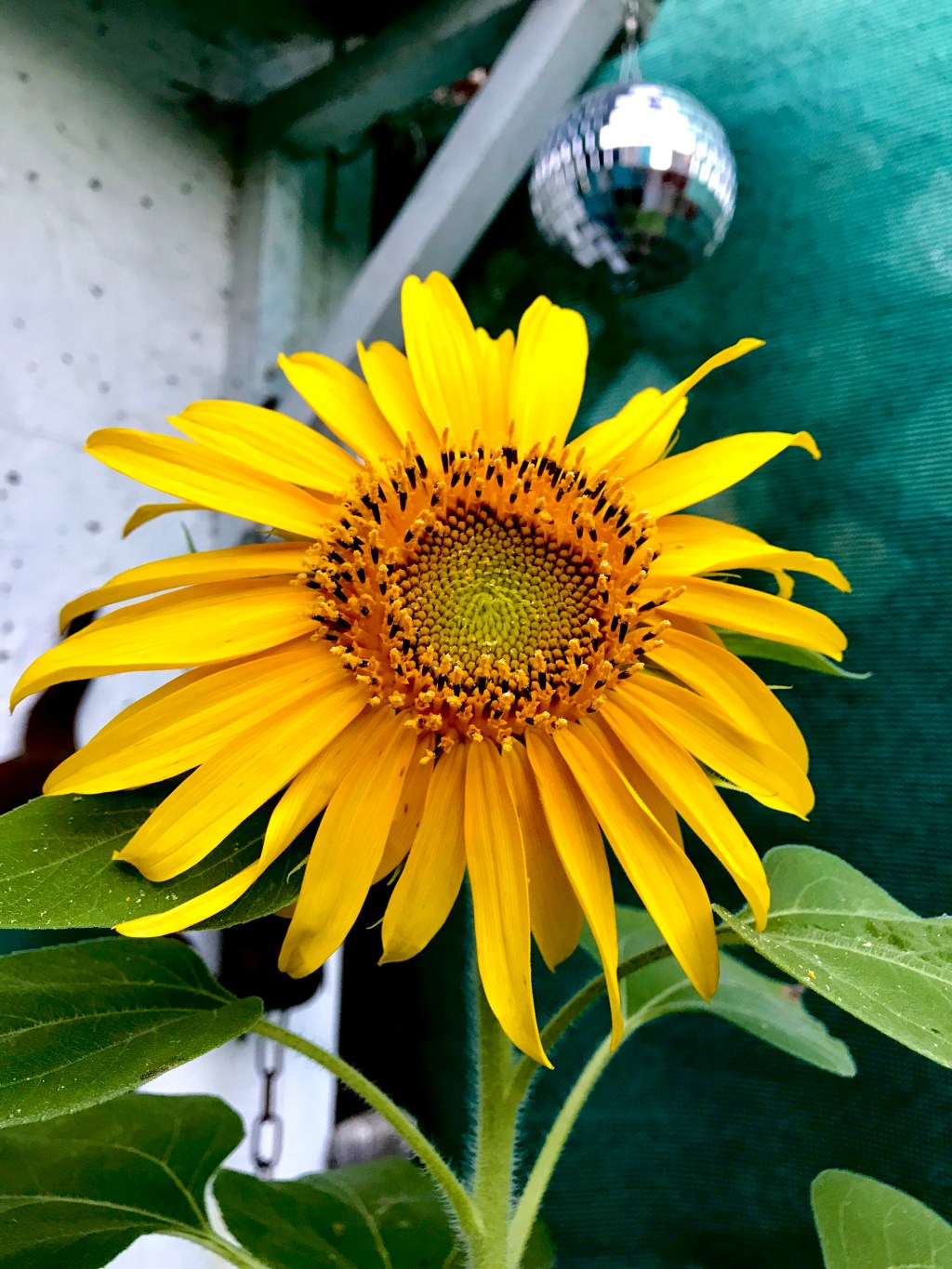 July Favorite Photos