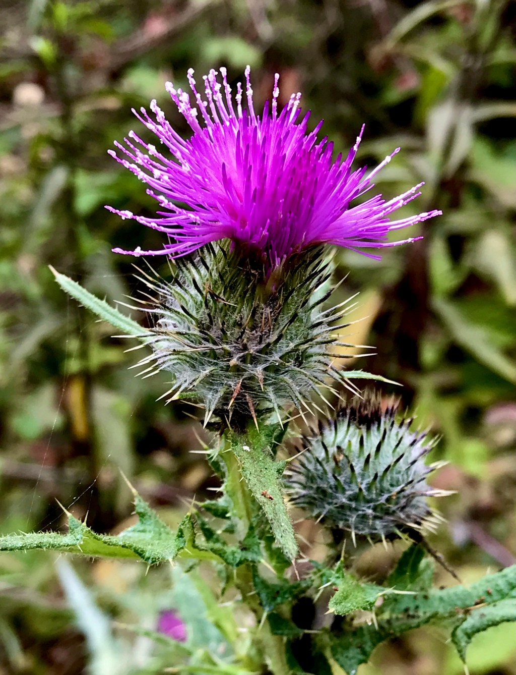 Oso Flaco Lake,&nbsp;Guadalupe