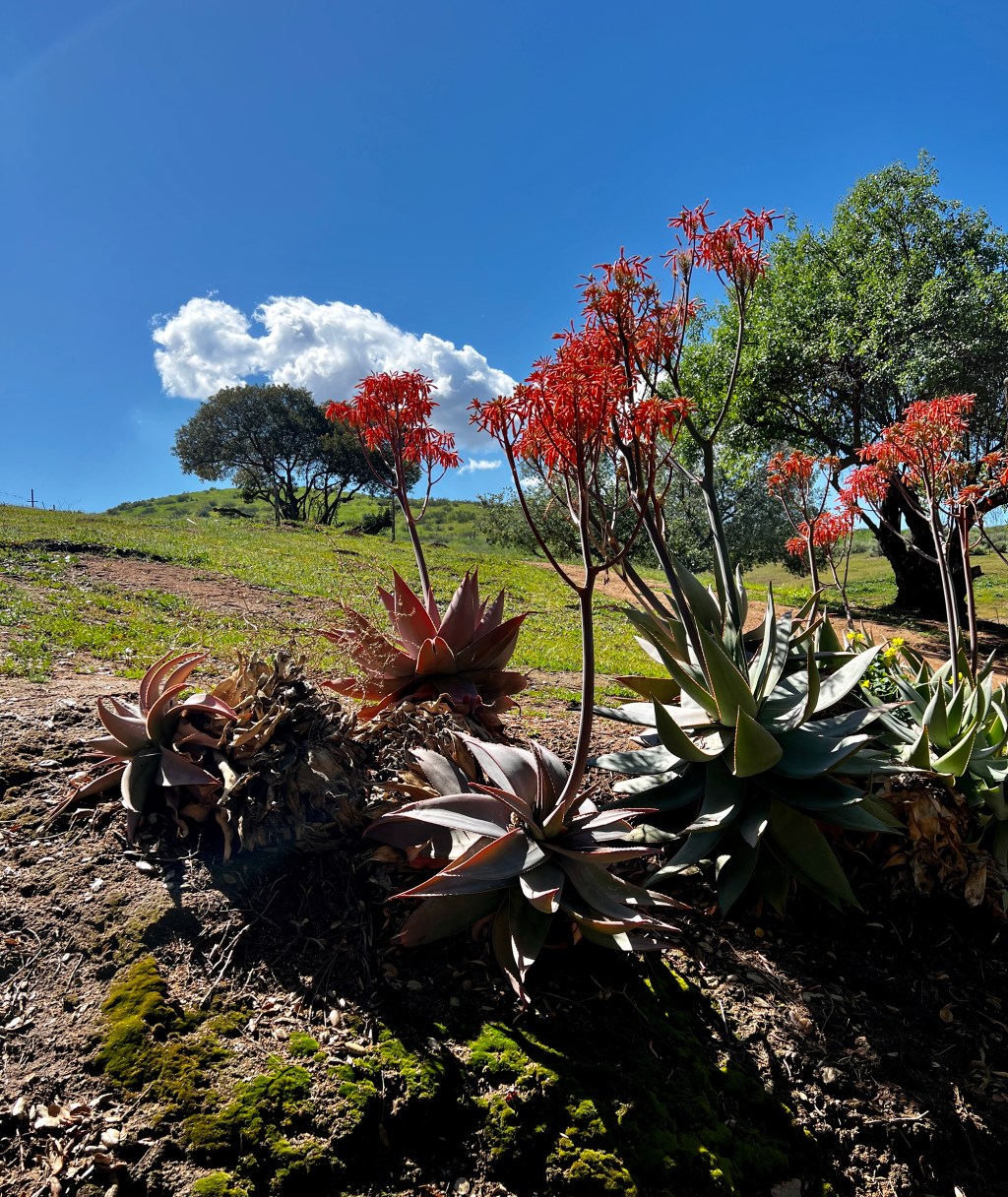 California Wine Getaway