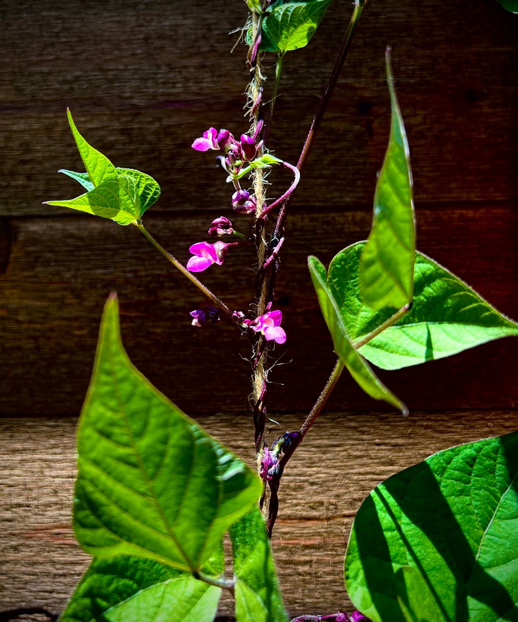 June 2025 Favorite&nbsp;Photos