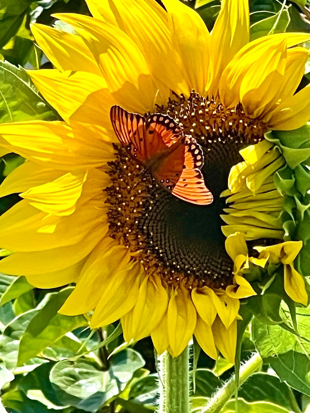 July 2025 Favorite&nbsp;Photos